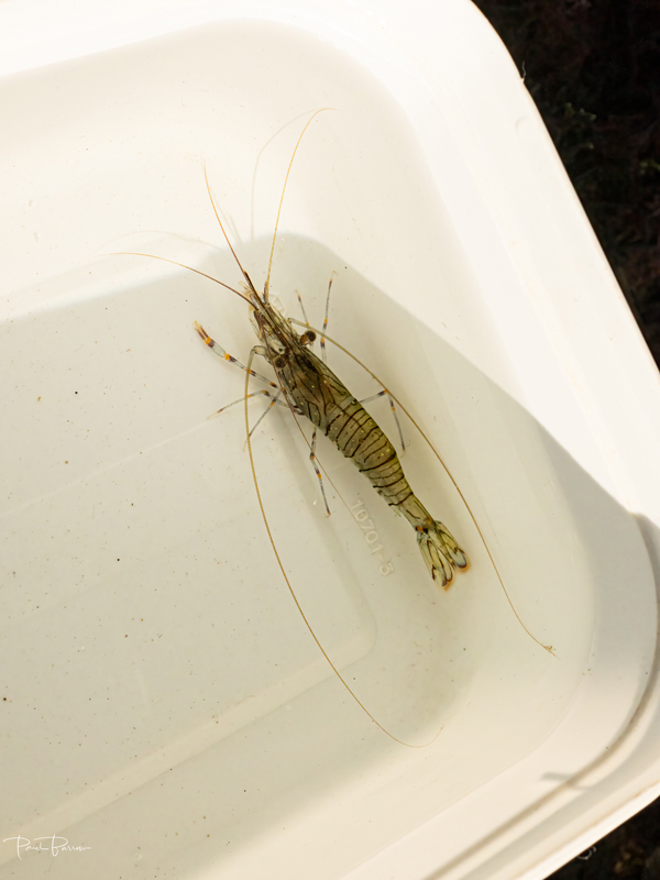 Common prawn (Palaemon serratus) 